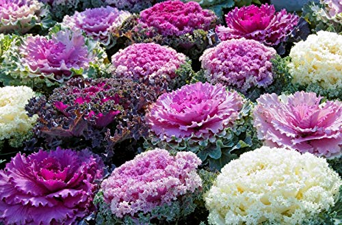 Japanese Ornamental Cabbage Osaka Seeds Mix Flowering Kale Around 40-50 Seeds - Thumbnail 7