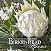 Birkenhead Blooms: The Floral Art of Alyson Kessel by Alyson Kessel