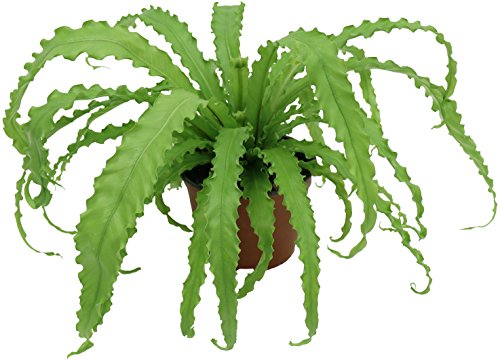 Costa farms bird s nest fern in 6-inch grower pot