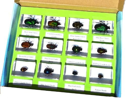 Insect Colection - 12 Chafer and Scarab Beetles in Acrylic