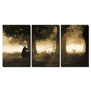 Male Red Deer Looking a Group of Fallow...