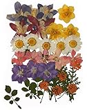 Pressed flowers mixed pack, columbine, daffodils, larkspur, Queen Ann's lace, rose leaves, foliage