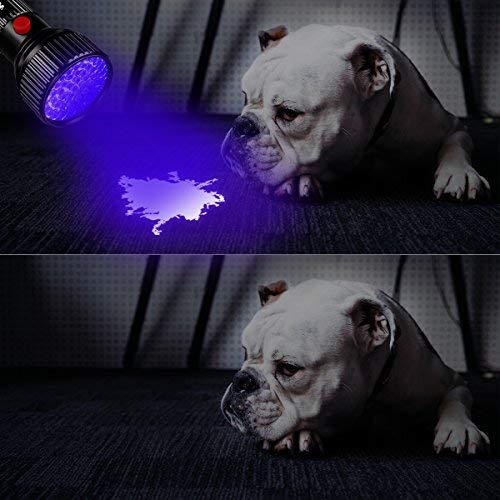 51 LED UV Flashlight Pet Urine Stain Detector 2 Pack - Morpilot Upgrade Best 395nm Ultraviolet Blacklight for Detect Bed Bug Dog Urine Stain Scorpion