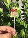 ALISSAR 28-pack Christmas Cupcake Toppers, Glitter Holiday Cake toppers Home Party Decor Christmas Party Supplies Favors