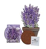 TotalGreen Holland Grow Fresh Lavender Seeds in basalt pot Indoor | Great Gift Item | Grow Your Own Lavender From Seed | Non-GMO Lavender Starter Kit With Easy Instructions | Exclusive Germination Kit