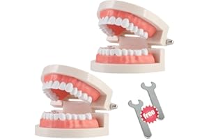 THINKPRICE 2 Pack Standard Teeth Model Adult Standard Typodont Demonstration Denture Model for Kids Dental Teaching, Clean Display, Education, Study (No Wisdom Teeth)(with 2 Fixed Wrench)