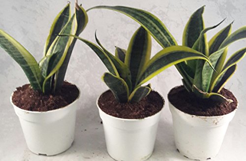 2 Superba+Robusta+Snake+Plant+Sanseveria
