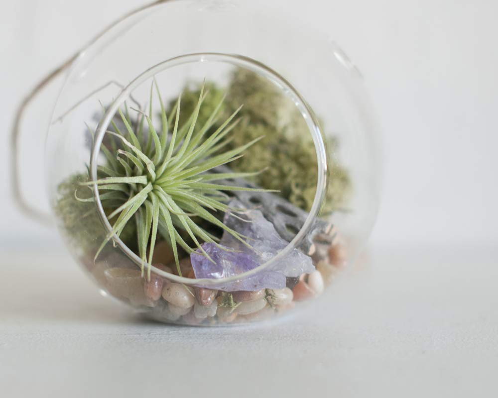 Amazon Com Cholla Wood And Amethyst Crystals Air Plant Hanging Glass Globe Terrarium Kit Handmade