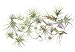 24 Air Plant Variety Pack - Bulk Assorted Species of Live Tillandsia House Plants for Sale - Wholesale Indoor Terrarium Air Plants by Aquatic Arts