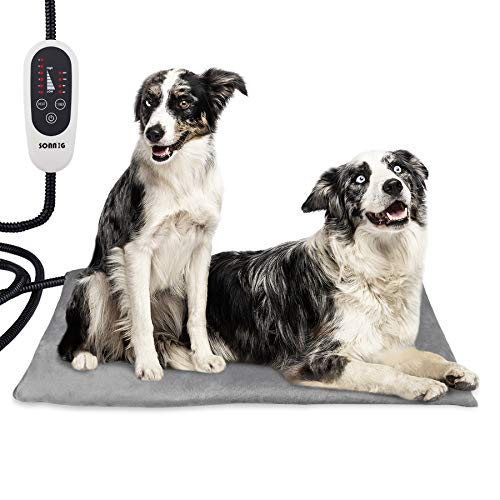 100 dollar dog accessory