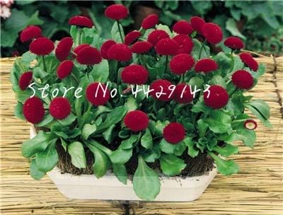 Amazon Co Jp 100個 ホーム庭屋外の植物の花のための多年生レア盆栽菊の花の植物ベリスバッグ英語デイジー植物 2 ホーム キッチン