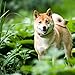 2020 Shiba Inu Calendar 16 Month 12 x 12 Wall Calendar by Bright Day Calendars (Shiba Inu 2019)