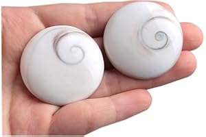 Acxico 2 PCS Natural Sun Shell Shiva Eye Fossil Specimen Crystal Reiki Healing Palm Stone