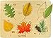 Lift and Learn Leaf Puzzle - Made in USA