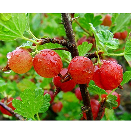 Cape Gooseberry Physalis Peruviana Goldenberry Plant - 100 Seeds