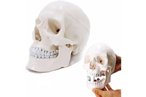 Veipho Human Skull Model, Life Size Skull Anatomy Model with Removable Skull Cap and Articulated Mandible, 2-Part Human Skull Anatomical Model for Patient Science Education, Full Set of Teeth