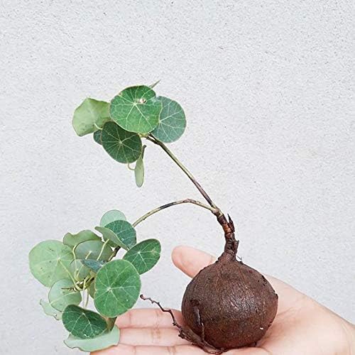 4 Bulbs Stephania ERECTA Craib MENISPERMACEAE Plant Bonsai (Small Size) Mini Bulb (Ship only Bulb, no Leaf) Size Same as Picture