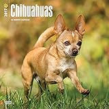 2017 Monthly Wall Calendar - Chihuahuas