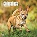 2017 Monthly Wall Calendar - Chihuahuas