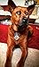 Pet ID Tags Dog Tags Scooby Doo Cartoon Movies (Small 1.59