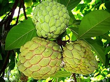 Resultado de imagen de Annona squamosa