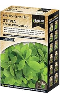 semillas de stevia rebaudiana venta caliente dulces flores en ...