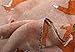 Women Girls Lightweight Sheer Wrap Shawls Cute Animal Printed Scarf Cozy Soft Chiffon Scarves - Little Fox