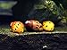 Aquatic Arts 1 Tiger Nerite Snail (Neritina natalensis - 1/2 to 1 inch in diameter) - Live Snail