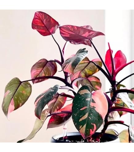 Amazon.com : Bigger Size Pink Princess Philodendron Plant Live -  Philodendron Plant Live in 4" Tall Grower's Pot - Highly Variegated Leaves  Rare Indoor Houseplant for Home Office Wedding Decor & Birthday