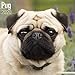 2024 2025 Pug Calendar - Dog Breed Monthly Wall Calendar - 12 x 24 Open - Thick No-Bleed Paper - Giftable - Academic Teacher's Planner Calendar Organizing & Planning - Made in USA