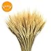 AQUEENLY Wheat Stalks, 50 PCS Natural Dry Wheat Decor for Christmas Wedding Home Office Decoration, 13.7 Inches