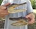 Newport Jerky Company Genuine Taxidermy American Alligator Head (5-6 Inch)