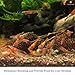 SunGrow Alder Cones for Shrimps, Water Conditioner for Freshwater Shrimp Tanks, Aquarium Decorations & Accessories (50 Pcs)