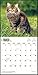 Maine Coon Cats Calendar 2018 - Deluxe Wall Calendar (12x12)