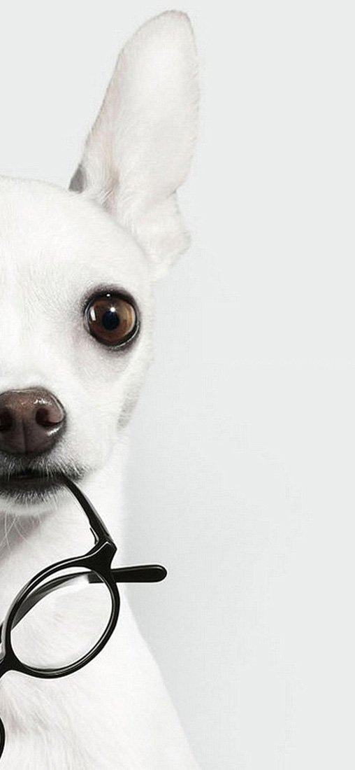 PeelitStickit Dog, Animal Wall Murals ID-200, vinyl