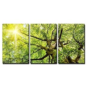3 Piece Canvas Wall Art - The Warm Spring Sun Shining Through The Treetop of an Impressive Old Beech Tree - Modern Home Art Stretched and Framed Ready to Hang - 16"x24"x3 Panels
