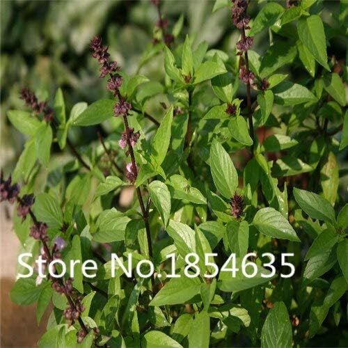 黒 オリジナル包装バジルの種甘いocicumバジリカの種野菜の香りの良いバジルの種 花の種 店内全品対象 100個の花