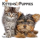 Kittens & Puppies 2020 7 x 7 Inch Monthly Mini Wall Calendar, Animals Cute Kittens by 