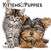 Kittens & Puppies 2020 7 x 7 Inch Monthly Mini Wall Calendar, Animals Cute Kittens by 