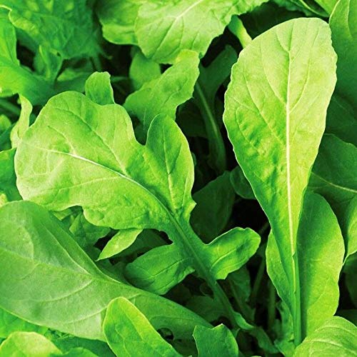 Astro Arugula Seeds ALG-383 (99 + Seeds)