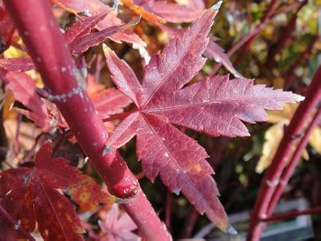 Amazon モミジ サンゴカク ポット苗 庭木 落葉樹 シンボルツリー もみじ 苗 植木