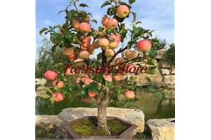 20pcs Dwarf Apple Bonsai Miniature Apple Tree Sweet Organic Fruit Bonsai Indoor or Outdoor Home Garden