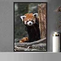 Framed Canvas Wall Art Red Panda Animals Expressive Koala Living Room Multicolor Photography Tropical - 16x24 inches