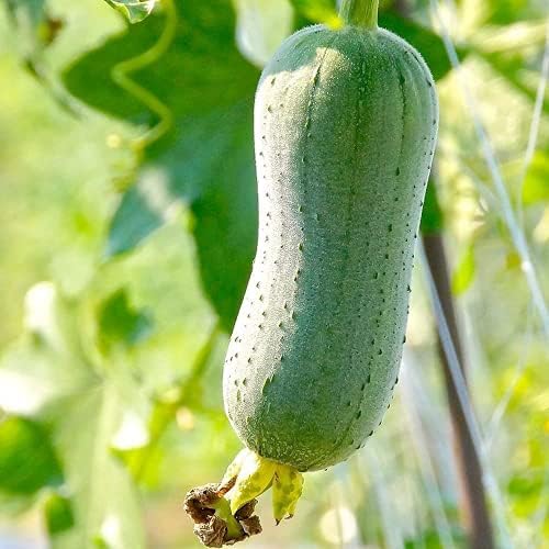 100pcs Loofah Seeds adaptable do not require much care planted on the