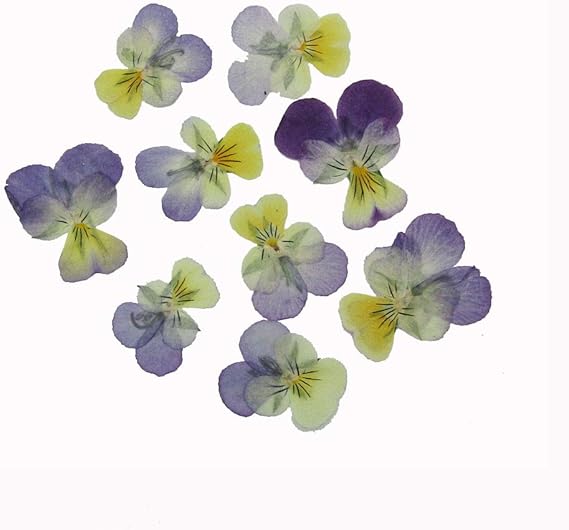 Flores Secas Naturales Mixtas 24 Piezas Prensado Natural Secado 