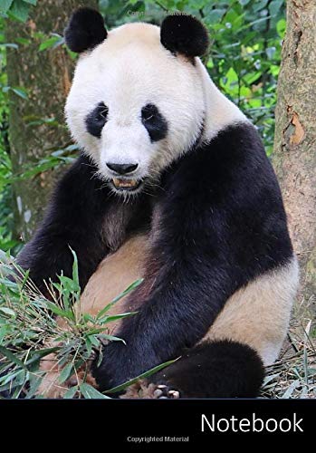 Notebook Taccuino Quaderno Orso Panda A5 A Righe Panda Paola 9798633299847 Amazon Com Books
