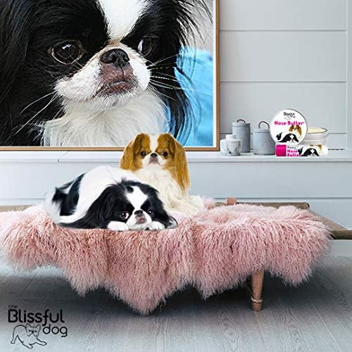 ugly japanese chin dog