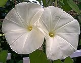 250 White Morning Blooming Vine Seeds - Pearly Gates