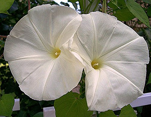250 White Morning Blooming Vine Seeds - Pearly Gates