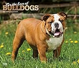 For the Love of Bulldogs 2020 14 x 12 Inch Monthly Deluxe Wall Calendar with Foil Stamped Cover, Ani by 